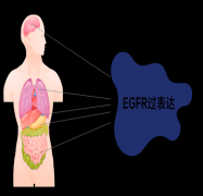 肺癌EGFR突变基因检测费用和检测公司